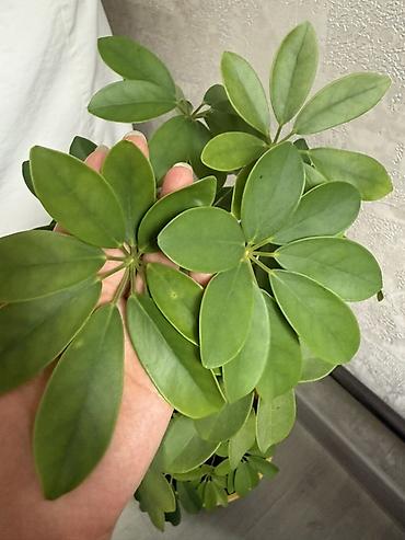 шеффлера: Шеффлера (Schefflera arboricola) в горшке. - Компактное вечнозелёное — 1