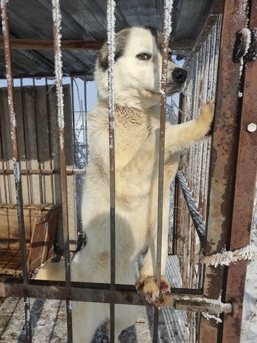 каракол собака: Продам собаку девочка алпбай