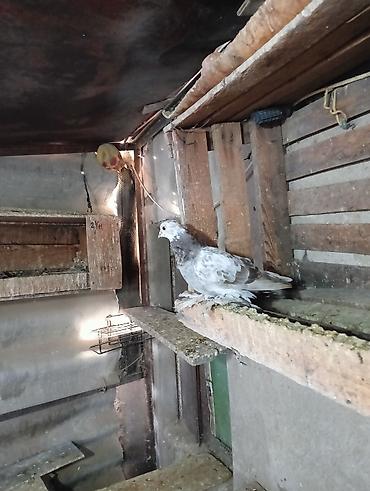 Птицы: Продаю молодых голубей 1 шт стоит пятьсот сом окончательно родители — 8