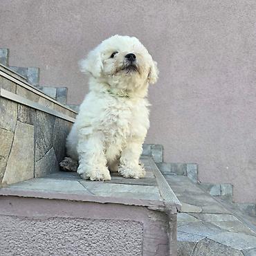 seat pets: "Na prodaju još 2 ženke kovrdžavog bišona, oštenjene 20. 05. Štenci su — 2