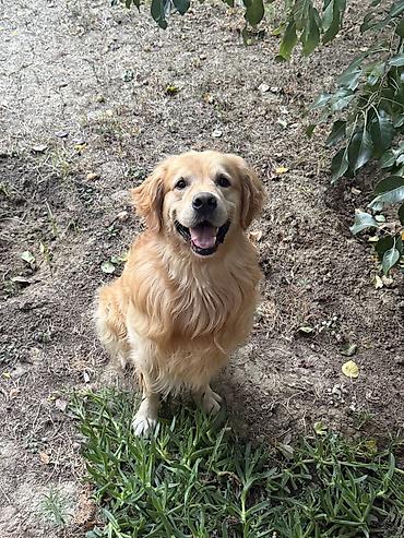 cütləşdirmək üçün: Retriever, 5 il, Erkək, Cütləşmə üçün — 10