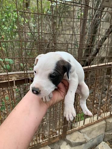 одежда для собак в баку: Amstaff/Pitbull penvendli 1 ayliq 4 dişi 4 erkek Şəkillərdə balaca — 1