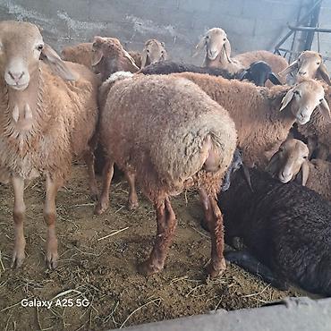 живые рыбки: Продам ягнята (самцы) по 15500с. подойдёт и на забой — 1