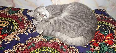 отдам кошку: Кошка даром: Беспородная, Мальчик — 6