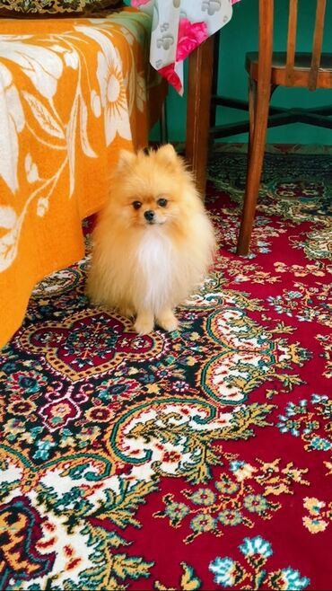 İtlər: Şpitz — 5