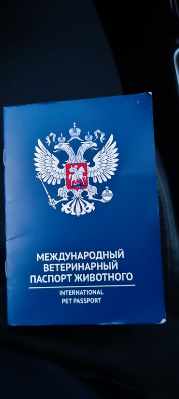 İtlər: Pudel, Sənədli — 4