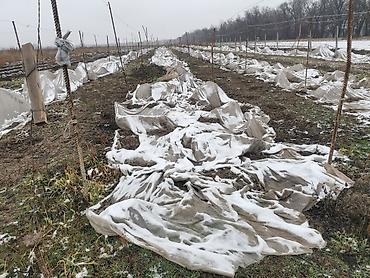 Ежевика: Саженцы ежевики (безшипные крупноплодные сорта) - Посадочный материал — 4