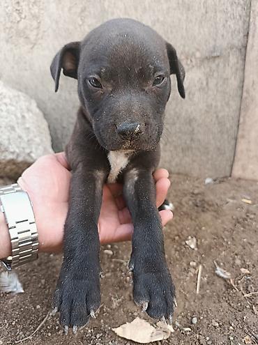 pitbull satılır: Pitbul, 2 ay, Dişi — 10