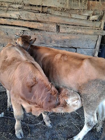 ari satişi: Satılır: inek 7 ay dana jonge watsap 0708357601 — 3
