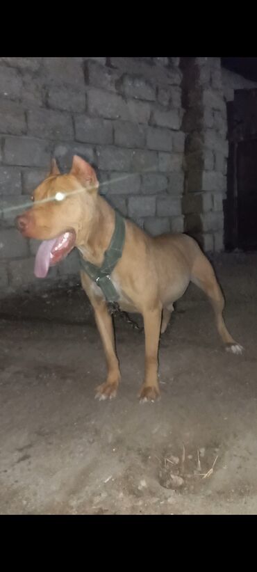 ev heyvanları: Pitbul, 2 il, Dişi