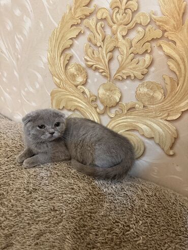 Шотладская вислоухая, Самка