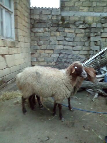 Qoyunlar, qoçlar: Qiymət cütünə ayıdır real alıcıya endirim olacaq boğaz heyvan di — 2