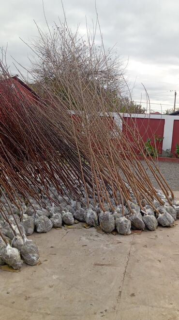 Ağaclar: Her növ ağaclar ve dekarativ ağaclar çox ucuz ve qarantili gubresiz — 49