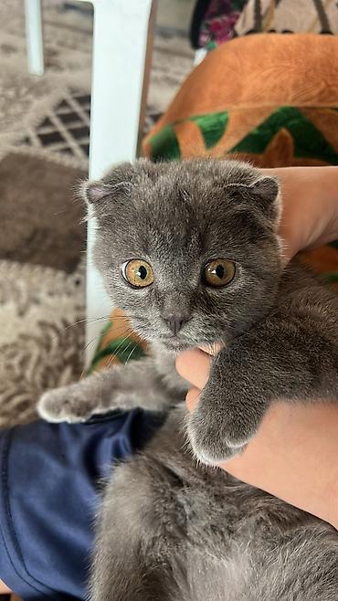 шотладский котенок: Скотиш Фолд (Шотландская вислоухая), 6 месяцев, Девочка, Голубой, Приучена к лотку — 7