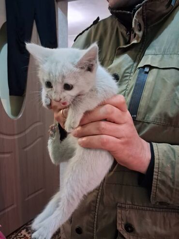 домик для кошка: Котёнок белого окраса - Порода: домашняя короткошёрстная (белая