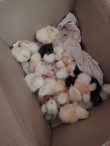 zəncirotu balı: Məhsul: Təmiz kənd təsərrüfatı yumurtaları və yeni çıxmış cücələr — 4