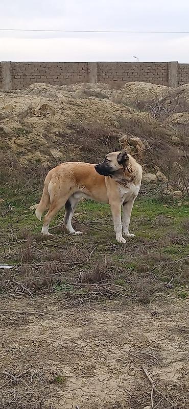 İtlər: Qurdbasar, 1 il, Erkek, Peyvəndli, Ödənişli çatdırılma — 5