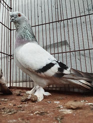 quşlar goyərcin: Təmiz Qan Takla Sağlamlamlıqlarına Cavabdehəm Real Alıcıya Endirim — 2