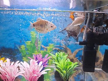 akvarium qiymetleri: 2 Akvarium Baliqlar hamsi birlikde 100 Manata satilir 051 920 19 91 — 2