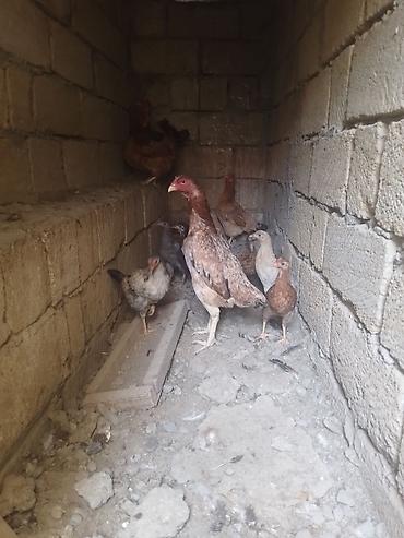quban toyuqlari: Toyuq, Damazlıq — 1