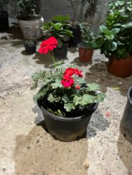 Otaq bitkiləri: Qırmızı çiçəkləri olan saksı geranium (Pelargonium) - Parlaq qırmızı — 2