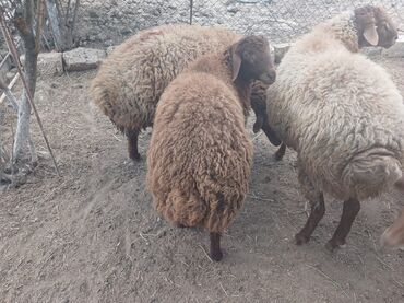 bmw 3 серия 316d at: Qoyunlar – yerli ətlik/yunluq sürü - Şəkillərdə bir neçə baş yerli