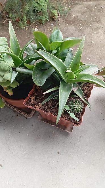 balaca limon: Sukkulent kompozisiyası – aloe, “kalsanxoe” (Kalanchoe) və kiçik — 1