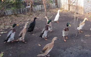 кошка серая: 🦆Бегунки - утки несушки. Несутся практически каждый день с перерывом в