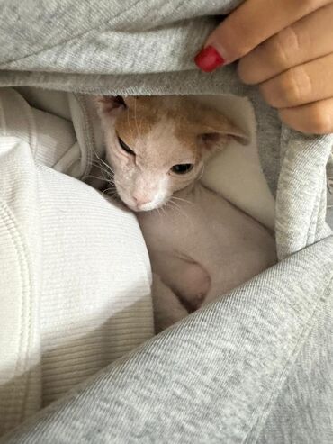 вислаухие котята: Ориенталдык, 1 жаш, Ургаачы, Лотокко барууга үйрөтүлгөн