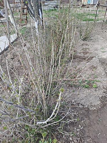 Смородина: Саженцы красной смородины (плодоносящие кусты) - Культура: красная — 3