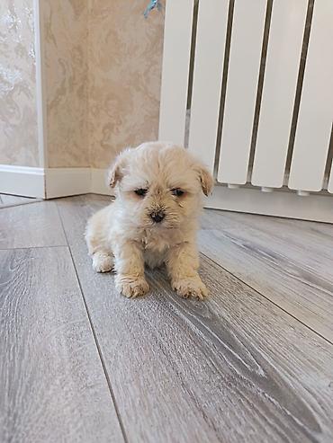 İtlər: Pudel, 2 ay, Erkek — 1