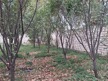 Bağ evlərinin satışı: Yerləşir:Göyçay rayonu Ərəb bələdiyyəsinin yanı trasın qrağı.25 sot -da lalafo.az — 4 Bağ evlərinin satışı: Yerləşir:Göyçay rayonu Ərəb bələdiyyəsinin yanı trasın qrağı.25 sot — 4