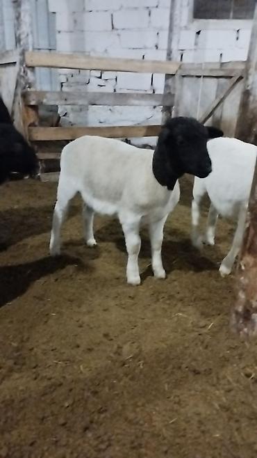 Баран, овца: Продаю | Баран (самец) | Для разведения | Племенные — 15