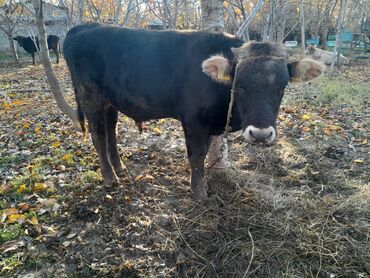 обмен на частный дом: Бука сатылат 2 баш, Темир айылында, Ыссык-Кол району. продаю бычок