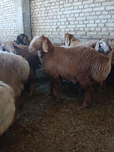 корова на продажу: Продаю | Баран (самец) | Арашан | На забой, Для разведения, Для шерсти | Племенные, Осеменитель — 3