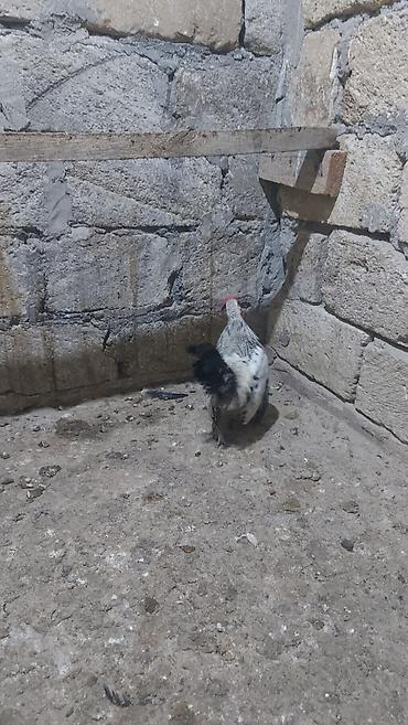 çolpa: Salam yaponka xoruzları satılır akdiv xoruzlardı 4 ədəd xoruzdu — 6