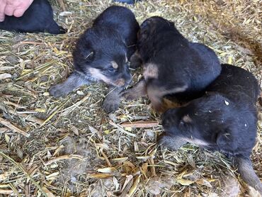 цены собак: Немецкая овчарка, 1 месяц, Самец