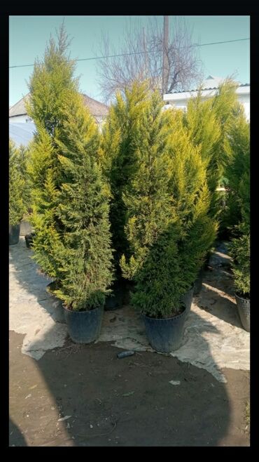 Çöl bitkiləri: Piramida,Arizona konos pixtda,limoni yolkaleylandra,v.s yolkalar — 6