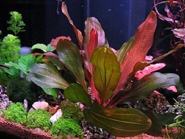 Akvarium aksessuar və ləvazimatları: Exinadorus qırmızı şeytan эхинадорус красный дьявол аквариумные