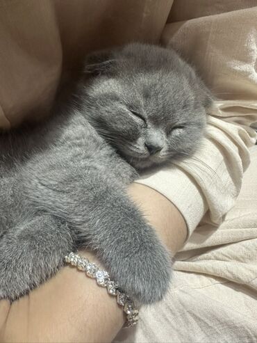 шотландский вислоухий котенок: Шотландский вислоухий котёнок (Scottish Fold), окрас голубой (серый)