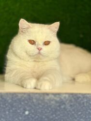 Pişiklər: CUT uchun Mohteshem, baximli saf gen erkekler Ferqli shertler ve — 3