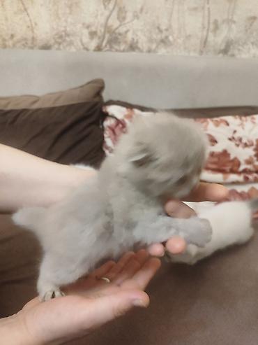 Pişiklər: Britan — 10