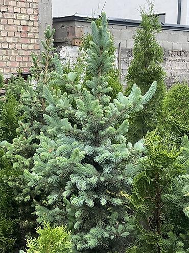 Ель: Продаются голубые/зеленые/тянь-шанские ели 🌲 Выращиваем сами, со всей — 8