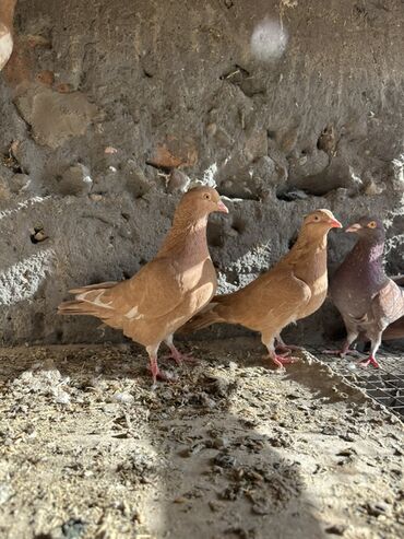 Птицы: Продаю голубей!!!! На фото представлены голуби разных пород. Цены на — 13