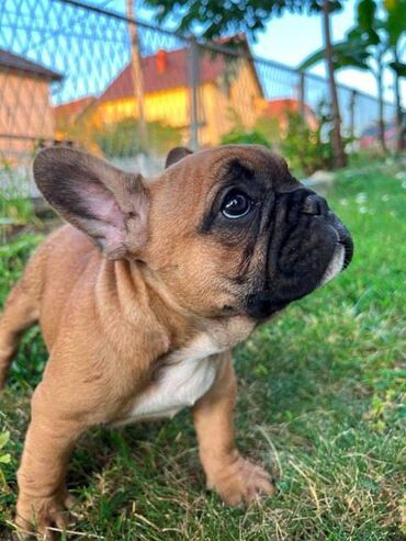 Psi: Francuski buldog, ženski štenci Na prodaju najlepši štenci francuskog — 4