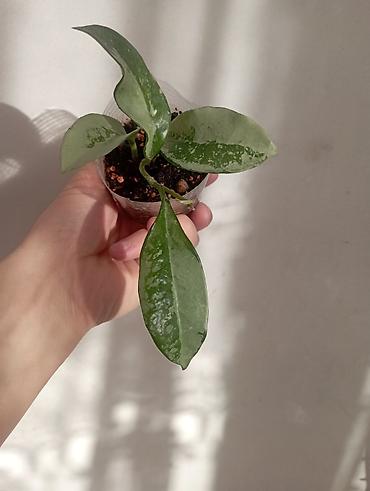 Хойи: Хойи в продаже! Номер по фото, названия и цены указаны: #1 — 15