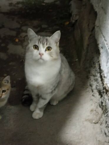 бенгалы цена: Британская короткошёрстная, 1 месяц, Мальчик