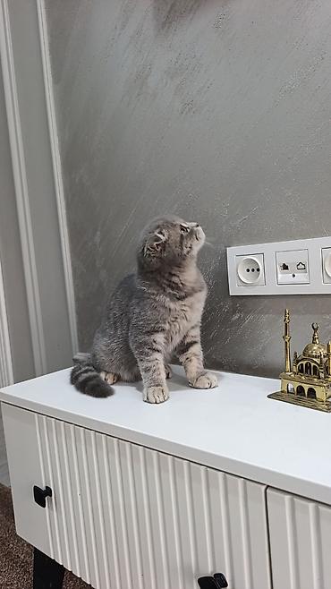 питбуль в бишкеке: Шотландский вислоухий котёнок (Scottish Fold)
котёнку 4 месяц — 1