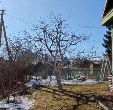 промышленность: Обрезка плодовых деревьев !