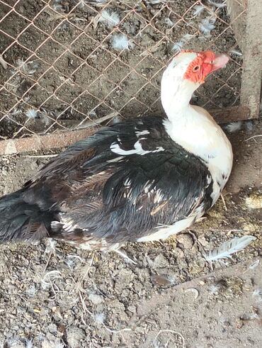 cins ineklerin satisi: Lal ördəyi (Cairina moschata) – iri cins. - Rəng: qara-ağ qarışıq